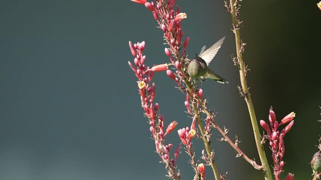 Hummingbird on pink flows Texas Yucca