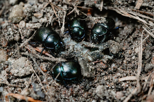 Group of forest dung beetles gathered together on forest soil.