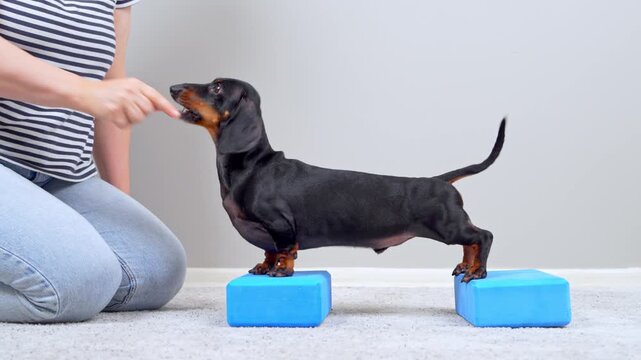 A black and tan dachshund dog stands with front paws on two blue yoga blocks while a woman kneels beside it offering a treat.