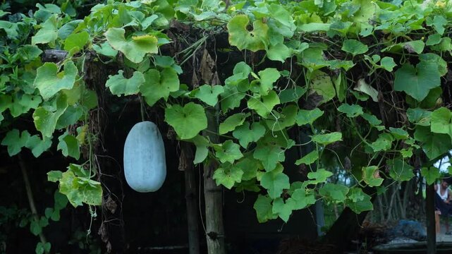 Natural healthy ash gourd hanging securely from lush green plant foliage in the countryside