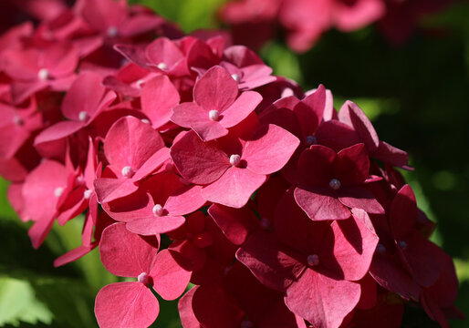 Hortensie - Hortensia in voller Bl&uuml;te