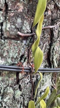Red ants cross a black wire tied to a tree. Macro footage highlights sharp bark textures. Green epiphytes contrast the brown wood. Ideal for nature documentaries or wildlife b-roll.