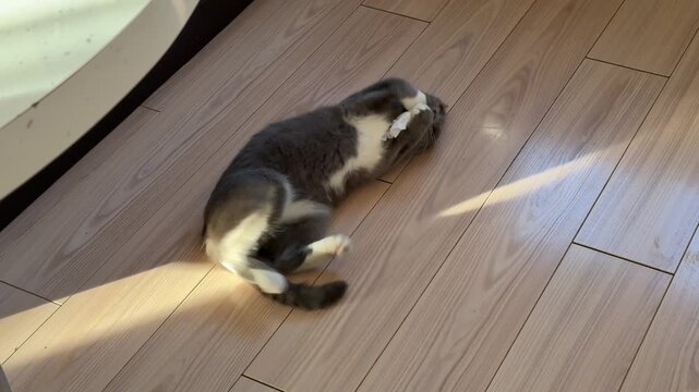 Grey kitten playing, lively domestic cat rolls on hardwood floor and chases small toy. High angle static shot follows the movement.