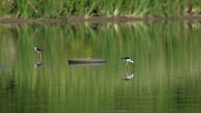 Black-winged stilt wondering in the lake with reflections