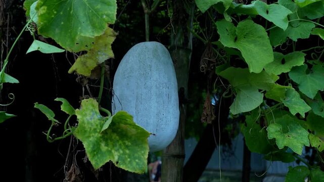 Mature healthy ash gourd hanging securely from a lush green plant arbor outdoors