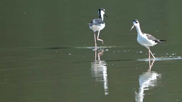 Two Black-winged stilt wondering in the lake with reflections