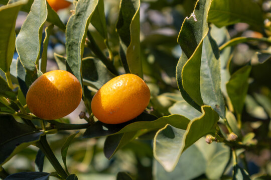 Small ripe orange citrus fruits growing on a leafy tree in bright Mediterranean sunlight in Albania.