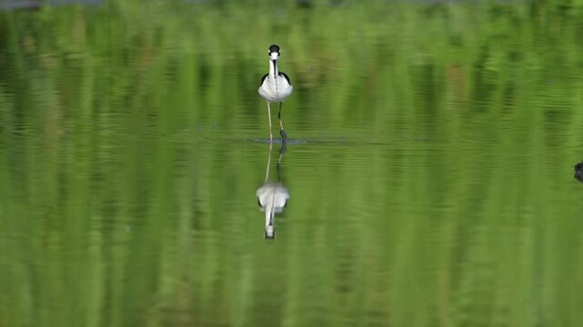 Black-winged stilt wondering in the lake with reflections