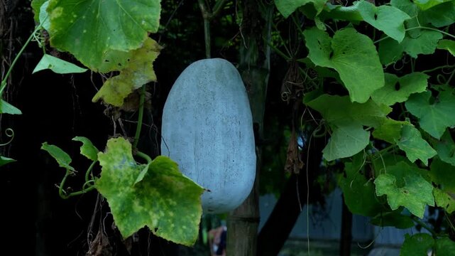 Mature healthy ash gourd hanging securely from a lush green plant arbor outdoors