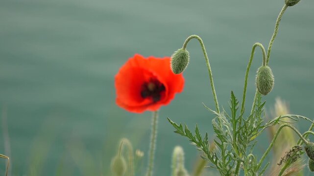 Vibrant poppy petals flutter softly overlooking blue water during a calm afternoon. Shallow depth of field captures focus on delicate buds in motion.
