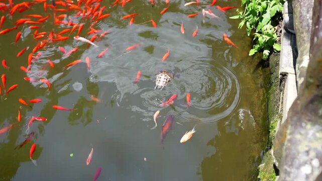 Red koi fish and a dead turtle floating in a pond in Yuanjiajie, Zhangjiajie, China