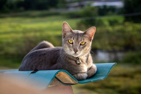 Cute Grey Cat with Yellow Eyes Sitting on Roof Tile