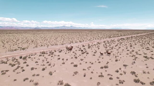 4K drone aerial view of llamas in the Andean Puna of Salta, Argentina. These animals roam the high altitude landscape surrounded by mountains and vast natural scenery.