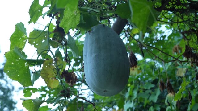 Fresh large ash gourd hanging on a vine in a rural organic garden close up