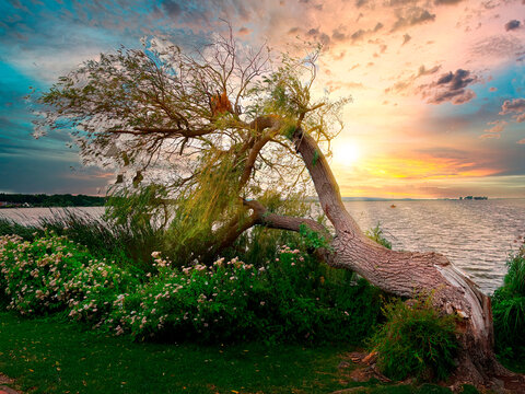 Umgeknickter Baum am Steinhuder Meer, Niedersachsen, Deutschland