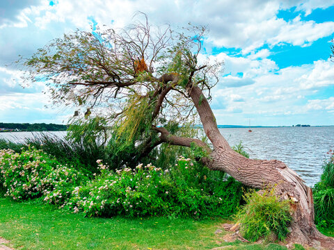 Umgeknickter Baum am Steinhuder Meer, Niedersachsen, Deutschland