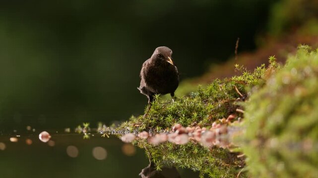 Close-up of common blackbird searching for food on moss by water