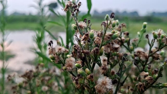 Dry Wild Seed Heads Standing Beside Pond Shore