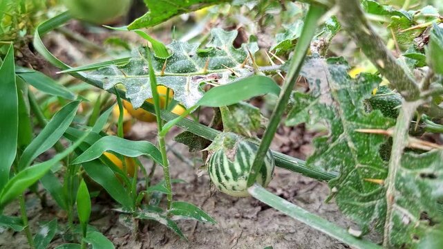 Striped Wild Solanum Berry Growing Under Thorny Leaves