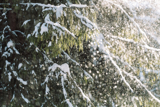 Snow falling through evergreen trees in bright winter sunlight, Christmas background.