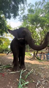 Cute baby elephant playing, lifting its leg, and eating sugarcane in a sanctuary