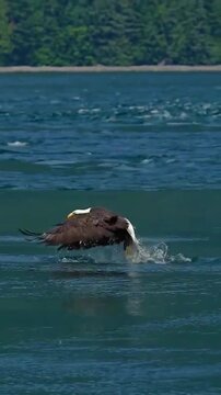 Bald eagle hunting and catching fish from the water surface