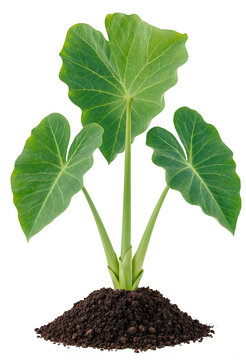 Fresh green taro plant with large leaves growing from soil isolated on transparent background