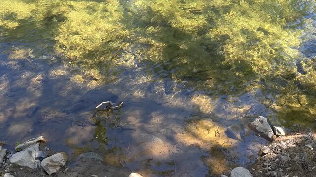 Video of clear mountain stream. Water running over stones on bottom. Natural background. Top down view.