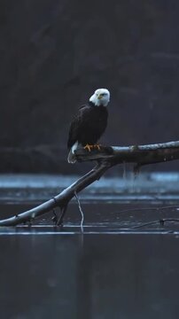 Bald eagle perched on a branch over a quiet river