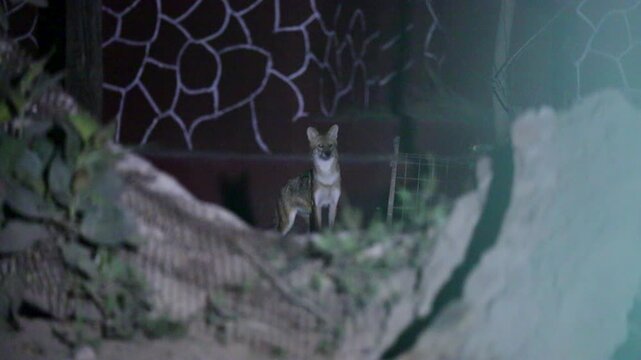 Golden Jackal Walking at Night in Gujarat India Wildlife