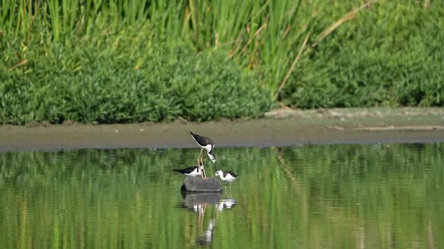 Black-winged stilt wondering in the lake with reflections in the morning