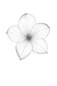 zephyranthes robusta flower line art on white background.