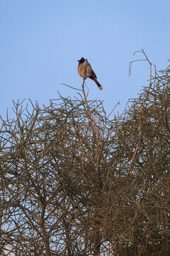 Red Vented Bulbul Perched on Top Branch Outdoors. Vigilant Bulbul Standing Proudly Against Clear Blue Sky