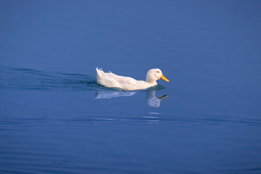 White Pekin Duck Swimming on Calm Blue Water Outdoors. Serene White Duck Swimming Gracefully Across Tranquil Water Surface