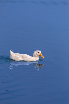 White Pekin Duck Swimming on Calm Blue Water Outdoors. Serene White Duck Swimming Gracefully Across Tranquil Water Surface