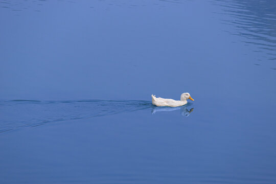 White Pekin Duck Swimming on Calm Blue Water Outdoors. Serene White Duck Swimming Gracefully Across Tranquil Water Surface