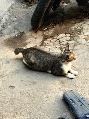 cat on the roof © Muhammad
