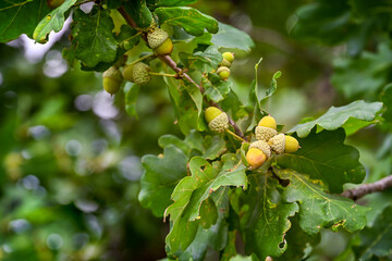 Cluster of acorns on the branch of an old oak tree in the Voroninsky Nature Reserve, Tambov region of Russia © pdeminhiker
