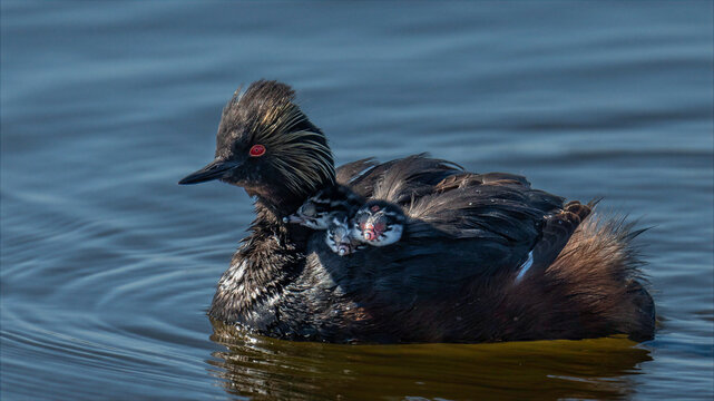 Black-necked grebe adult swimming with chicks riding on back in calm blue water