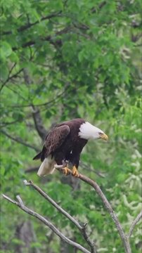 Bald eagle calling while perched on tree