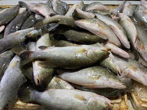 Fresh Catch of the Day: A large pile of assorted, fresh fish displayed on a surface, ready for sale at a market. The variety of scales and colors suggests a bountiful ocean harvest.