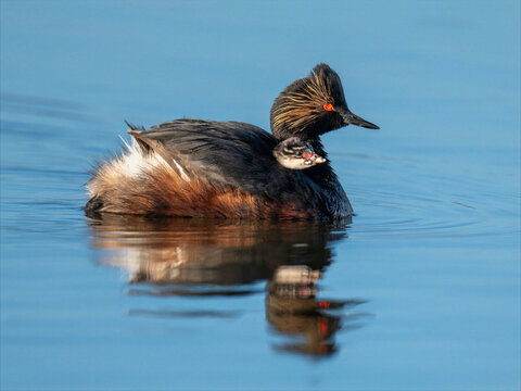 Black-necked grebe adult swimming with chick on back in calm blue water