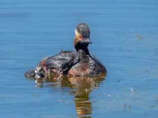 Black-necked grebe adult with chicks swimming in calm blue water © Leon Burda