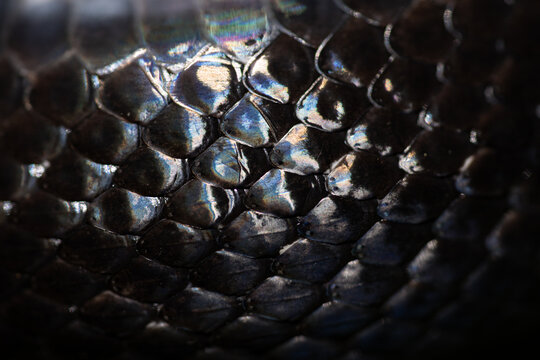 Snake scale pattern. Black snake scales. Close-up of snakeskin scales. Scaly snake skin. Exotic reptilian pattern. Leathery snake texture. Snakes scales detailed reptilian texture. Black leathery.