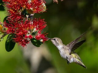 Anna's hummingbird feeding on vibrant red flowers in sunlight © Leon Burda