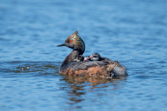 Black-necked grebe swimming with chicks riding on its back in calm blue water