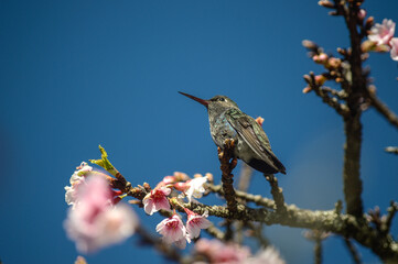 Broad-billed hummingbird perched on cherry blossoms branch under blue sky  © younsse