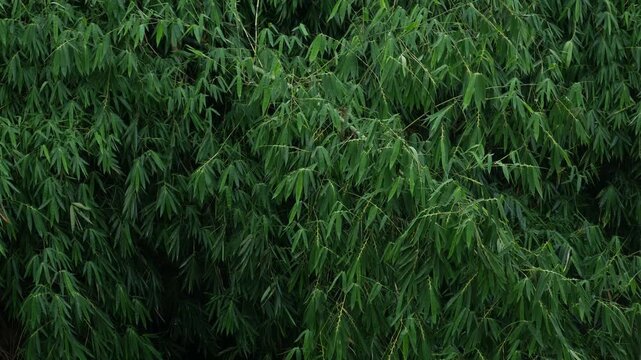 Dense Bamboo Leaves Foliage Natural Green Background Lush Texture Full Frame Wide Tropical Nature Footage Video Backdrop