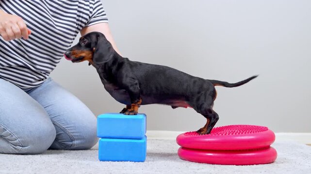 A black and tan dachshund dog reaches up for a reward with front paws on a blue foam block and hind legs on a pink wobble cushion, guided by a woman for canine wellness.
