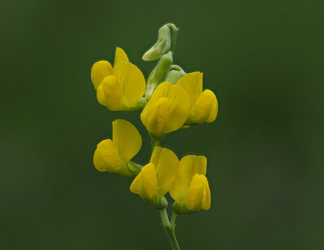 Meadow vetchling (Lathyrus pratensis) flowers in natural habitat, Germany